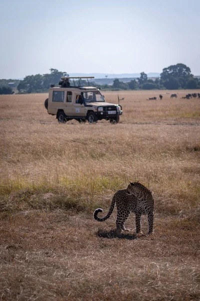 Leopard looks back towards photographers in truck