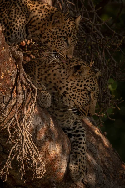 Leopardo Acuesta Con Cachorro Árbol Sombreado — Foto de Stock