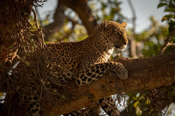 Leopardo Yace Rama Higuera — Foto de Stock