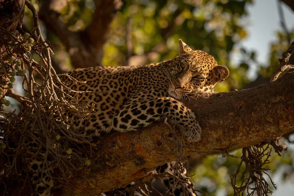Leopard Βρίσκεται Κοιμισμένος Στο Κλαδί Στροφή Κεφάλι — Φωτογραφία Αρχείου