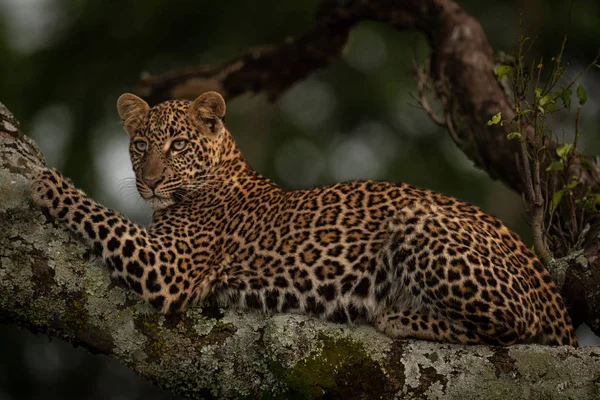 Leopard Leży Oddział Porostami Patrząc Lewo — Zdjęcie stockowe