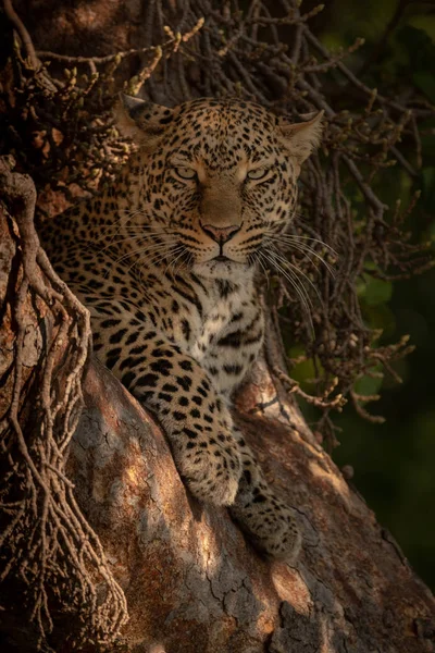 Leopard Boom Kijken Camera Liggen — Stockfoto