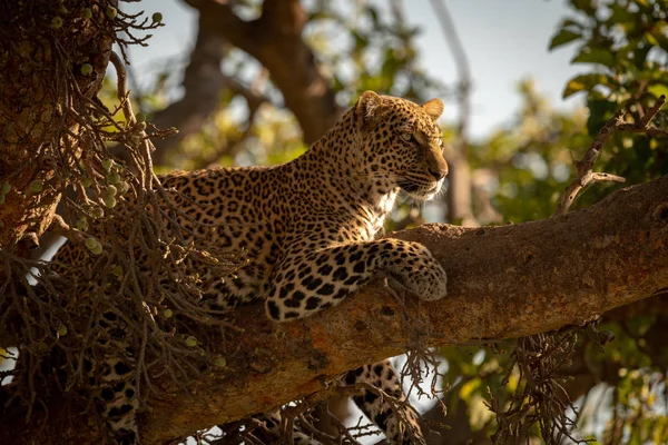Luipaard Liggend Een Tak Van Vijgenboom — Stockfoto