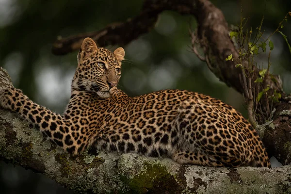 Leopardo Deitado Ramo Coberto Líquen Olha Para Trás — Fotografia de Stock