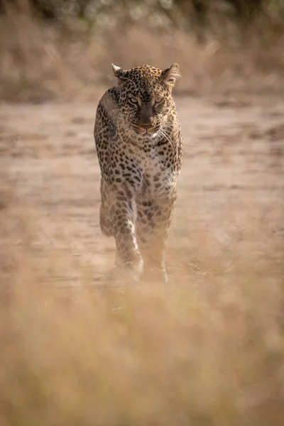 Leopardí Viděl Trávou Pěšky Směrem Fotoaparátu — Stock fotografie