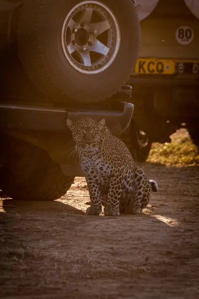 Leopardo Senta Sombra Dois Caminhões — Fotografia de Stock