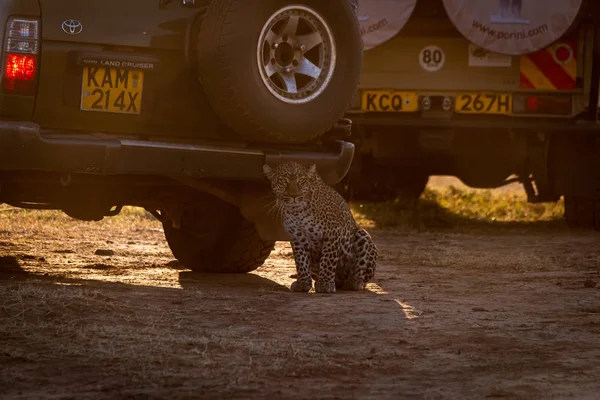 Leopard sits in dirt behind two trucks