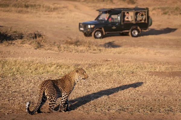 Leopard Stoi Trawie Pobliżu Safari Samochód Ciężarowy — Zdjęcie stockowe