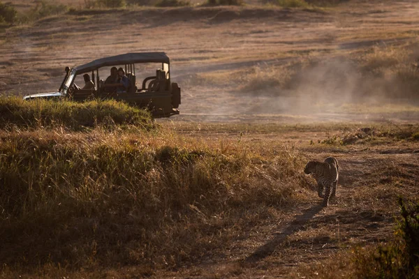 Περπάτημα Χορτολιβαδικές Εκτάσεις Από Φορτηγό Σαφάρι Leopard — Φωτογραφία Αρχείου