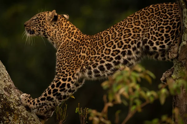 Leopardo Estende Ramo Ricoperto Licheni Guardando Alto — Foto Stock