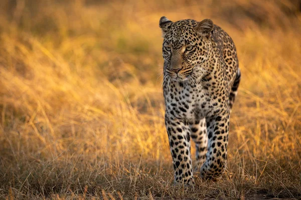 Leopard Hajnalban Arany Fűben Járás — Stock Fotó