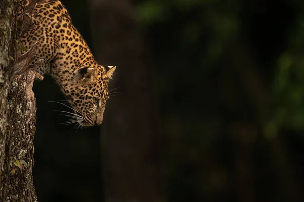 豹子从被地衣覆盖的树桩上盯着外面 — 图库照片