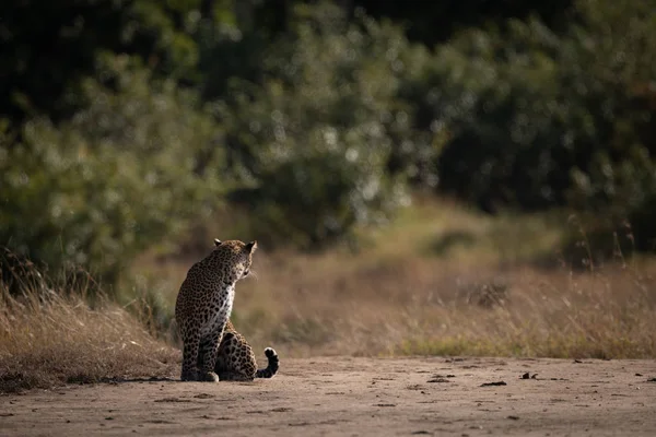 Leopardo Sentado Suelo Arenoso Mirando Hacia Atrás —  Fotos de Stock