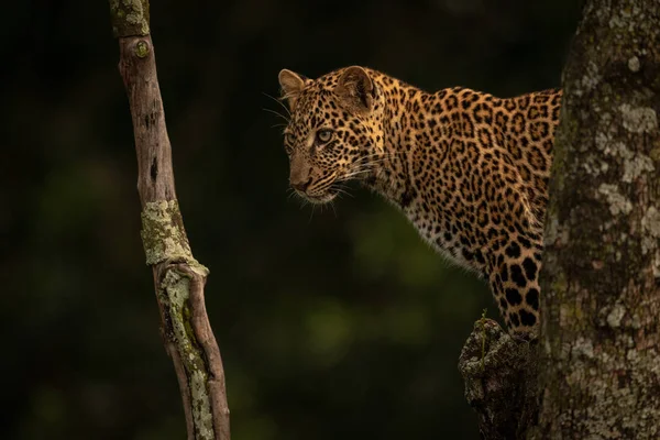 Leopard Stoi Patrząc Między Gałęzie Drzewa — Zdjęcie stockowe