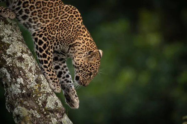 Leopardo Che Cammina Lungo Ramo Ricoperto Licheni — Foto Stock