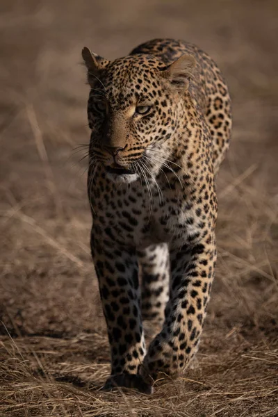 Leopard Walking Camera Short Grass — Stock Photo, Image