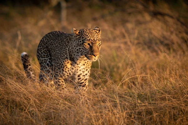 Leopardí Chodí Vysoké Trávě Svítání — Stock fotografie
