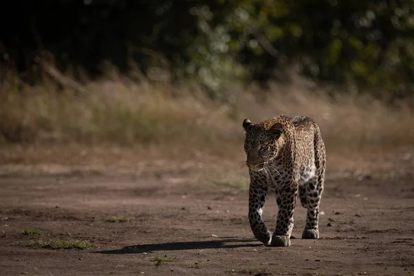 Leopardí Chodí Sandy Sunula Kolem Stromů — Stock fotografie