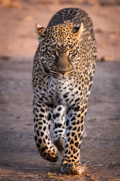 Leopard Séta Savannah Arany Fényben — Stock Fotó