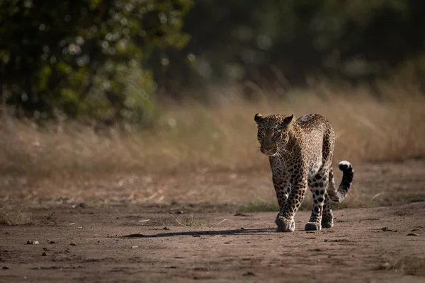 Leopardí Procházky Trati Přes Vysoké Trávy — Stock fotografie