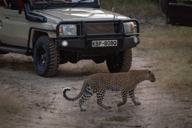 Leopar kamyon toprak yolda yürür.