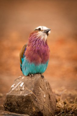 Lilac-breasted roller perched on rock cocking head clipart