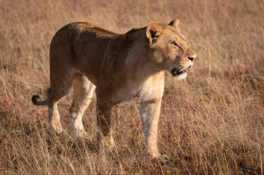 Savannah'ın üzerinde aslan parlak ışığında yürür