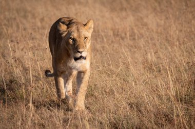 Parlak güneş ışığındaki aslan savanada yürüyor