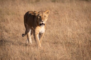 Aslan gün ışığında Uzun otların arasında yürüyor