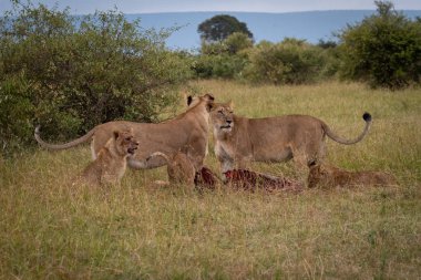 Lionesses ve yavrularını wildebeest gövde üzerinde durmak