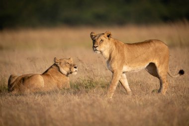 Uzun otların diğerinde geçmiş dişi aslan yürür