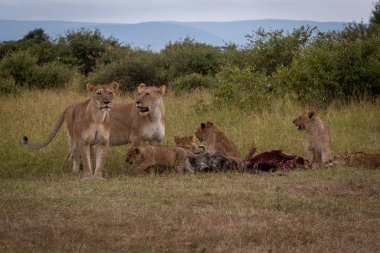 Lionesses wildebeest gövde yeme beş yavrularını korumak