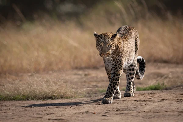 Leopardo Camina Por Camino Más Allá Hierba Larga — Foto de Stock