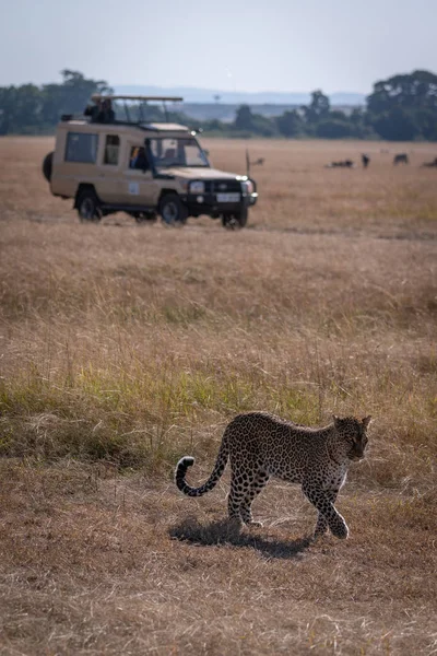 Leopard Går Över Savann Med Lastbil Bakom — Stockfoto