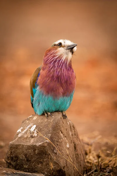 Rouleau Poitrine Lilas Perché Sur Tête Armature Rocheuse — Photo