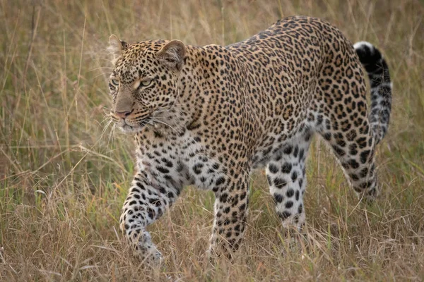 Leopardo Camina Través Hierba Larga Mirando Hacia Futuro — Foto de Stock