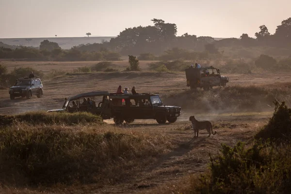 豹子在大草原上观看四辆狩猎卡车 — 图库照片