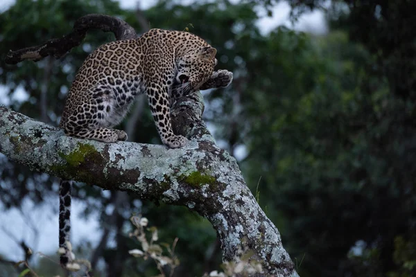 Leopard Myje Twarz Siedzi Gałęzi Porostami — Zdjęcie stockowe