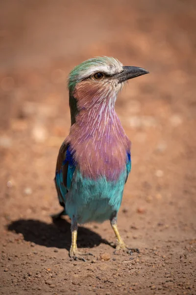 Rouleau Poitrine Lilas Debout Dans Saleté Avec Catchlight — Photo