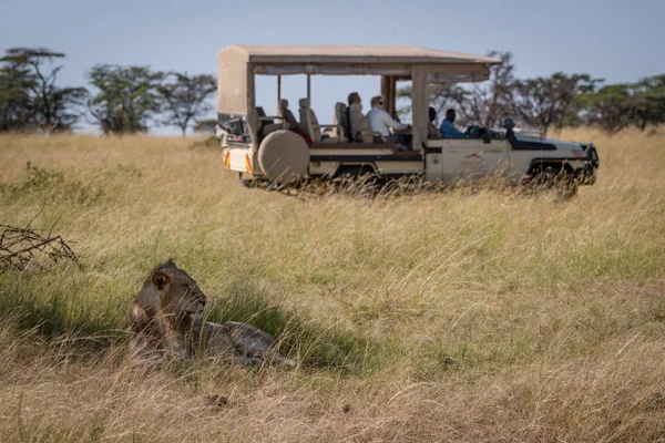 Lion Lying Shade Truck — Stock Photo, Image