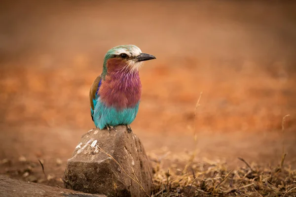 Liliowy Breasted Roller Perching Skale Przypatrując Kamery — Zdjęcie stockowe