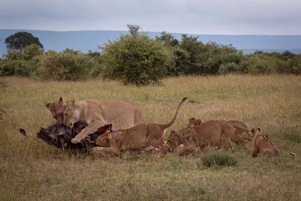 Lionesses Welpen Eten Gnoe Savannah — Stockfoto