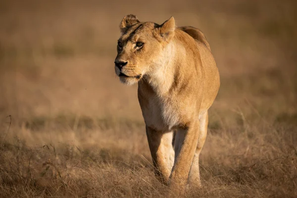 Leoa Caminha Através Savana Seca Olhando Para Esquerda — Fotografia de Stock