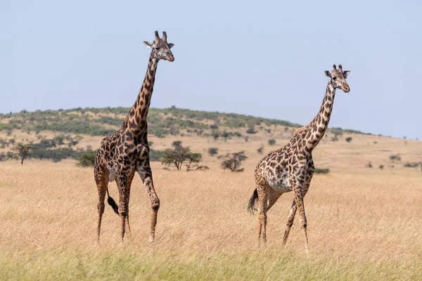 Male Female Giraffe Crossing Grassland Side Side — Stock Photo, Image