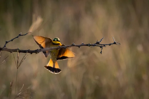 Petit Mangeur Abeilles Écarte Les Ailes Atterrissant Sur Branche — Photo