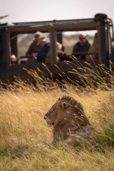 Male lion in grass with truck behind