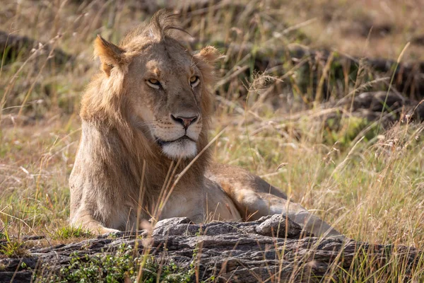 Αρσενικό Λιοντάρι Που Βρίσκεται Μεταξύ Των Βράχων Και Γρασίδι — Φωτογραφία Αρχείου