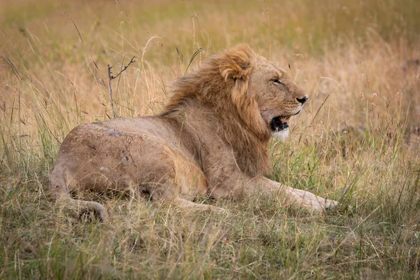 Αρσενικό Λιοντάρι Έγκειται Στο Γρασίδι Ψάχνει Υπνηλία — Φωτογραφία Αρχείου