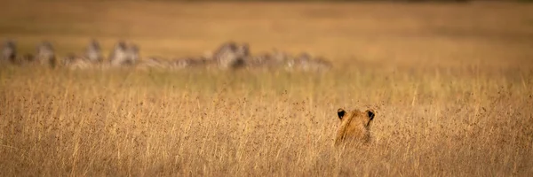 ライオンはゼブラを見て長い草の中に非表示 ロイヤリティフリーのストック写真