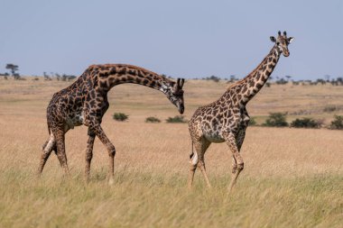 Erkek Masai zürafa erkek sniff virajlı
